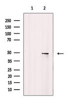 n-Myc Antibody in Western Blot (WB)