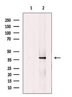 MKP-1 Antibody in Western Blot (WB)