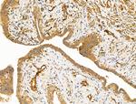 DCT Antibody in Immunohistochemistry (Paraffin) (IHC (P))