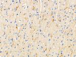 DCT Antibody in Immunohistochemistry (Paraffin) (IHC (P))