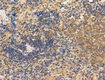 DCT Antibody in Immunohistochemistry (Paraffin) (IHC (P))