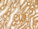 DCT Antibody in Immunohistochemistry (Paraffin) (IHC (P))