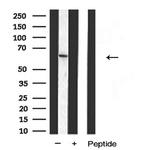 DCT Antibody in Western Blot (WB)