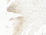 HDAC5 Antibody in Immunohistochemistry (Paraffin) (IHC (P))