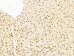 HDAC5 Antibody in Immunohistochemistry (Paraffin) (IHC (P))