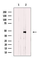 ACTG2 Antibody in Western Blot (WB)