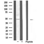 TRAF1 Antibody in Western Blot (WB)