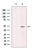 TRAF1 Antibody in Western Blot (WB)