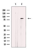 DAXX Antibody in Western Blot (WB)