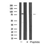 DAXX Antibody in Western Blot (WB)