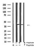 Phospho-ATF4 (Ser219) Antibody in Western Blot (WB)