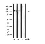 Phospho-MYPT1 (Thr853) Antibody in Western Blot (WB)