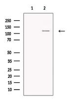 ATP1A1 Antibody in Western Blot (WB)