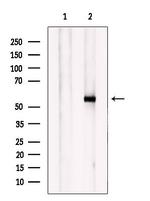 GABRB1 Antibody in Western Blot (WB)