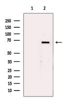 AMPK alpha Antibody in Western Blot (WB)