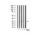 TIMP2 Antibody in Western Blot (WB)