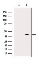 Nudel Antibody in Western Blot (WB)