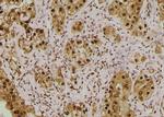 Phospho-SKP1 (Thr131) Antibody in Immunohistochemistry (Paraffin) (IHC (P))