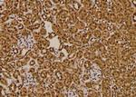 Phospho-SKP1 (Thr131) Antibody in Immunohistochemistry (Paraffin) (IHC (P))