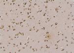 Phospho-N-WASP (Tyr256) Antibody in Immunohistochemistry (Paraffin) (IHC (P))