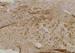 Phospho-FABP7 (Thr117) Antibody in Immunohistochemistry (Paraffin) (IHC (P))