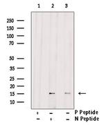 Phospho-FABP7 (Thr117) Antibody in Western Blot (WB)