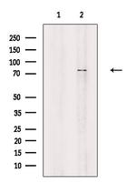 Phospho-SKI (Ser383) Antibody in Western Blot (WB)