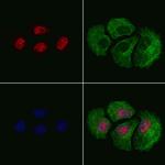 Phospho-Cullin 4A (Ser40) Antibody in Immunocytochemistry (ICC/IF)