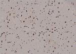 Phospho-Cullin 4A (Ser40) Antibody in Immunohistochemistry (Paraffin) (IHC (P))