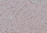 Phospho-Cullin 4A (Ser40) Antibody in Immunohistochemistry (Paraffin) (IHC (P))