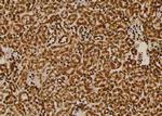 Phospho-KISS1R (Ser368) Antibody in Immunohistochemistry (Paraffin) (IHC (P))