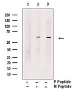 Phospho-KV1.1 (KCNA1) (Ser446) Antibody in Western Blot (WB)