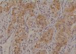 Phospho-MCT1 (Ser213) Antibody in Immunohistochemistry (Paraffin) (IHC (P))