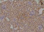 Phospho-MCT1 (Ser213) Antibody in Immunohistochemistry (Paraffin) (IHC (P))