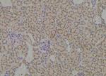 Phospho-MCT1 (Ser213) Antibody in Immunohistochemistry (Paraffin) (IHC (P))