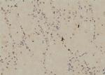 Phospho-Nkx2.1 (Ser23) Antibody in Immunohistochemistry (Paraffin) (IHC (P))