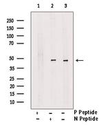 Phospho-Nkx2.1 (Ser23) Antibody in Western Blot (WB)