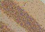 Phospho-SLC22A8 (Ser4) Antibody in Immunohistochemistry (Paraffin) (IHC (P))