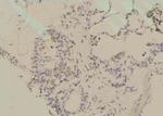 Phospho-SGLT1 (Ser335) Antibody in Immunohistochemistry (Paraffin) (IHC (P))