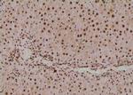 Phospho-SETD8 (Ser100) Antibody in Immunohistochemistry (Paraffin) (IHC (P))