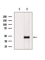 Phospho-HFE2 (Ser48) Antibody in Western Blot (WB)