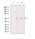 Phospho-EED (Thr55) Antibody in Western Blot (WB)