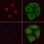 Phospho-EED (Thr55) Antibody in Immunocytochemistry (ICC/IF)