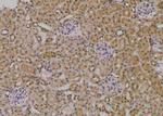 Phospho-EED (Thr55) Antibody in Immunohistochemistry (Paraffin) (IHC (P))