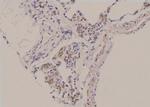 Phospho-EED (Thr55) Antibody in Immunohistochemistry (Paraffin) (IHC (P))