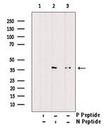 Phospho-FBP1 (Tyr265) Antibody in Western Blot (WB)