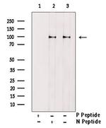 Phospho-BCL11A (Ser205) Antibody in Western Blot (WB)