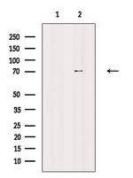 Phospho-FMRP (Ser500) Antibody in Western Blot (WB)