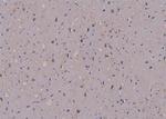 Phospho-FMRP (Ser500) Antibody in Immunohistochemistry (Paraffin) (IHC (P))