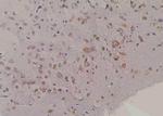 Phospho-FMRP (Ser500) Antibody in Immunohistochemistry (Paraffin) (IHC (P))